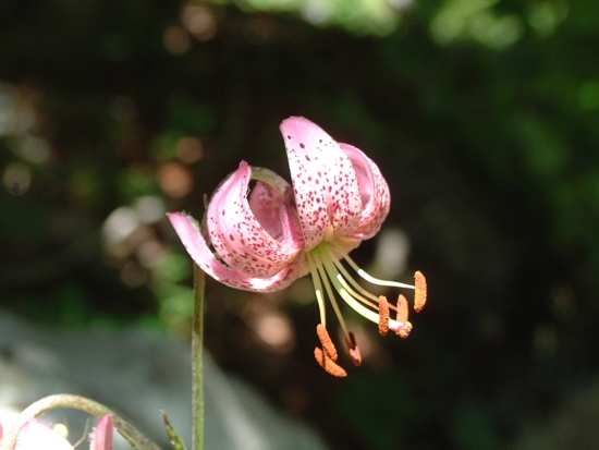 Lilium martagon / Giglio martagone
